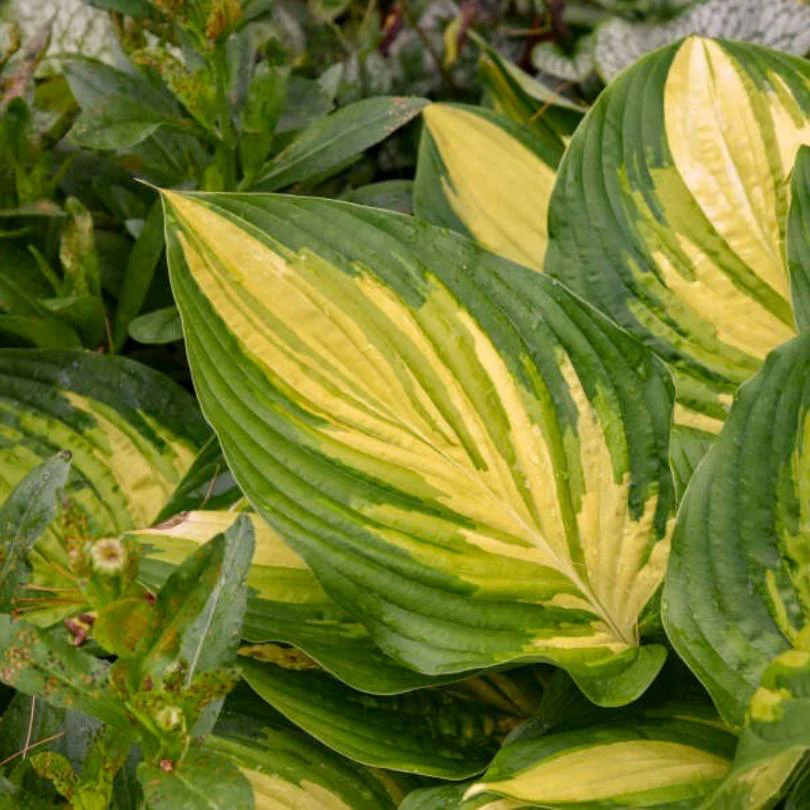 Shadowland® 'Affair to Remember' Hosta - Image 2