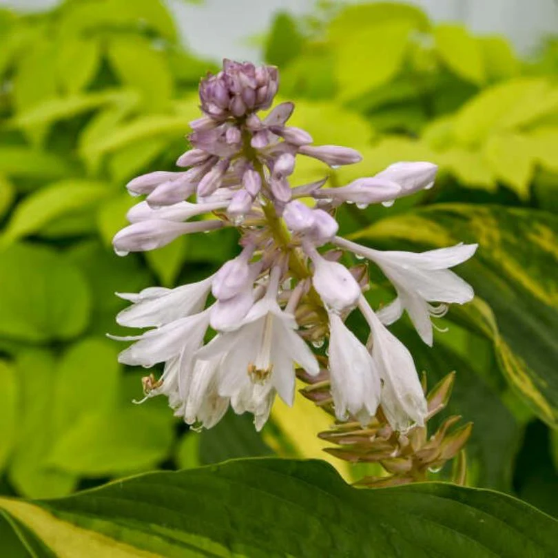 Shadowland® 'Affair to Remember' Hosta - Image 3