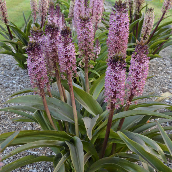 'African Night' Pineapple Lily (Eucomis)