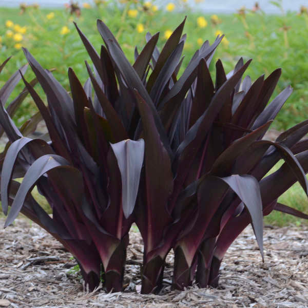 'African Night' Pineapple Lily (Eucomis) - Image 3