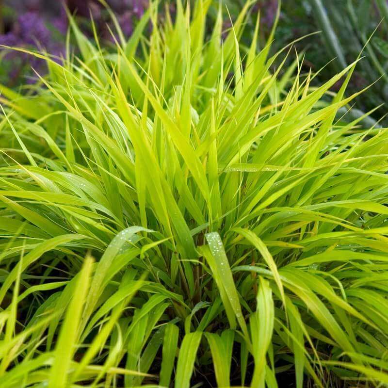 'All Gold' Japanese Forest Grass (Hakonechloa) - Image 2