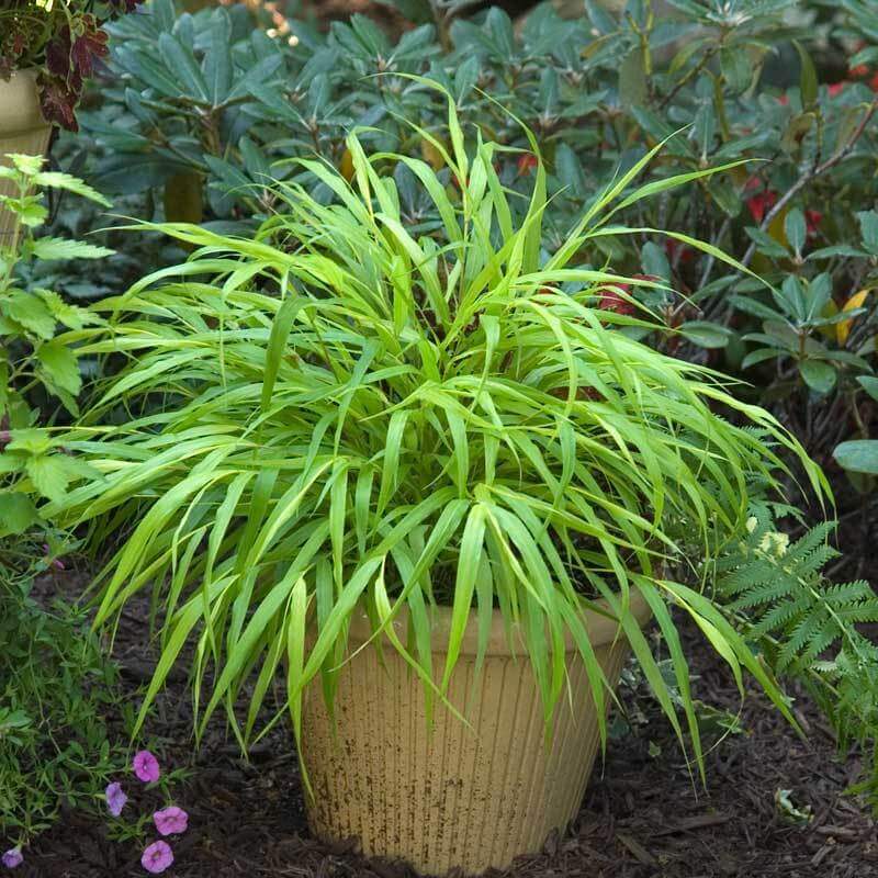 'All Gold' Japanese Forest Grass (Hakonechloa) - Image 3