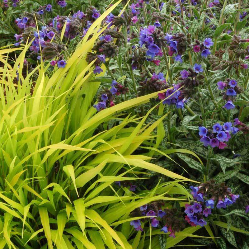 'All Gold' Japanese Forest Grass (Hakonechloa) - Image 4