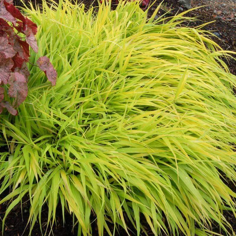 'All Gold' Japanese Forest Grass (Hakonechloa) - Image 5