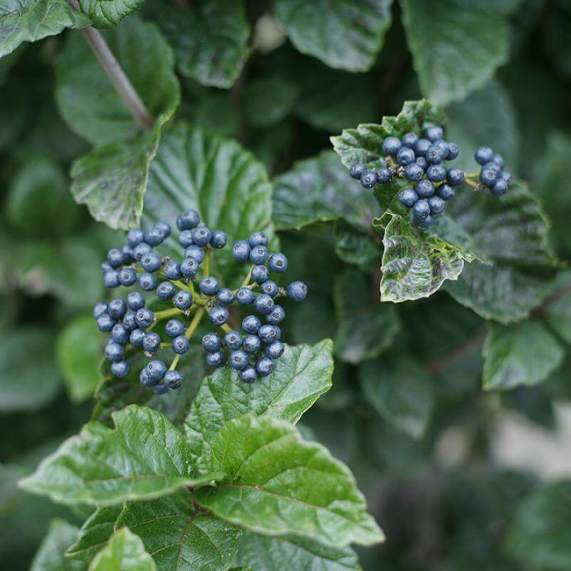 All That Glitters® Arrowwood Viburnum