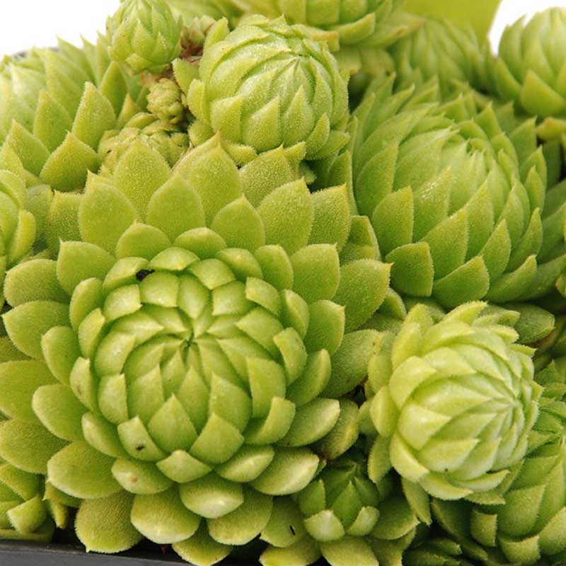 'Allionii' Hens & Chicks - Image 2