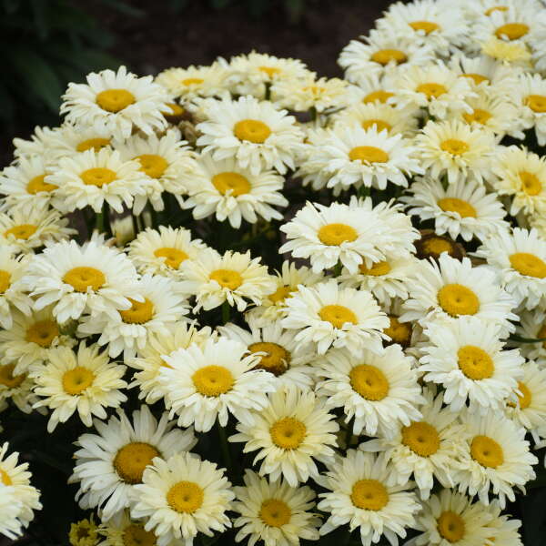 Amazing Daisies® 'Banana Cream II' Shasta Daisy (Leucanthemum) - Image 2