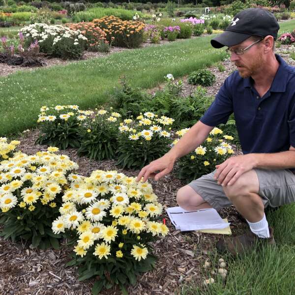 Amazing Daisies® 'Banana Cream II' Shasta Daisy (Leucanthemum) - Image 3