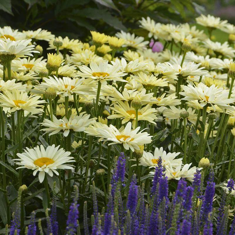Amazing Daisies® 'Banana Cream' Shasta - Image 2