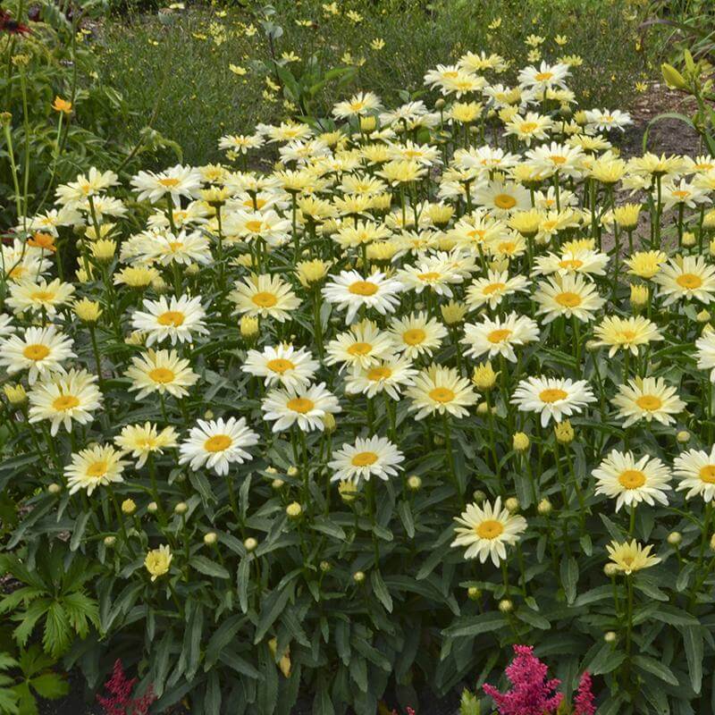 Amazing Daisies® 'Banana Cream' Shasta - Image 3