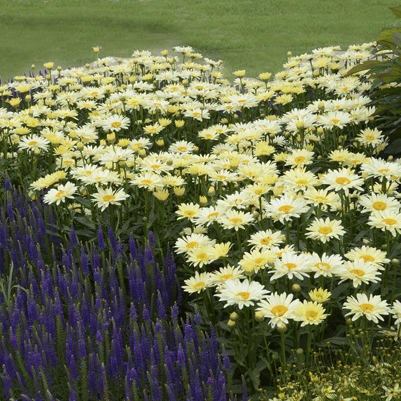 Amazing Daisies® 'Banana Cream' Shasta - Image 4