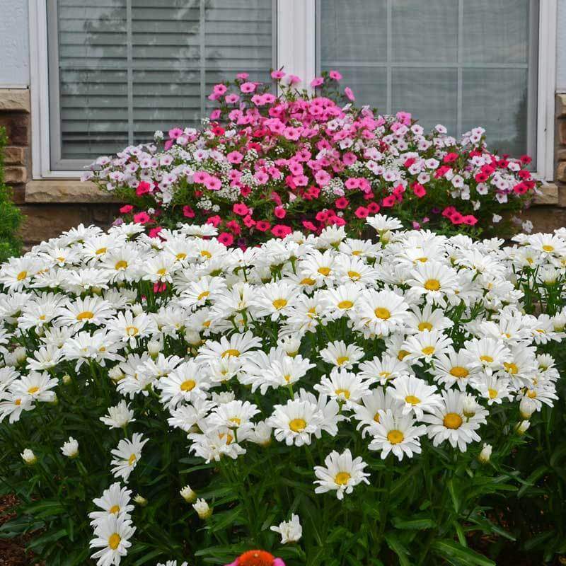 Amazing Daisies® Daisy May® Shasta Daisy (Leucanthemum)