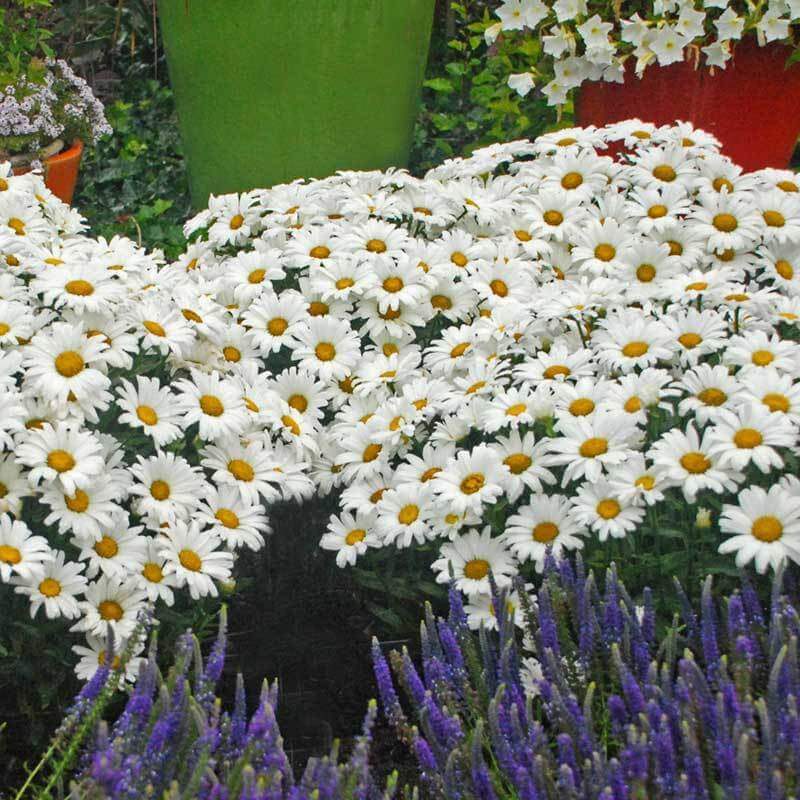 Amazing Daisies® Daisy May® Shasta Daisy (Leucanthemum) - Image 2