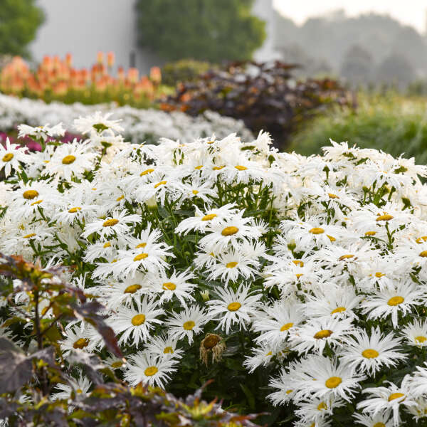 Amazing Daisies® 'Spun Silk' Shasta Daisy (Leucanthemum)