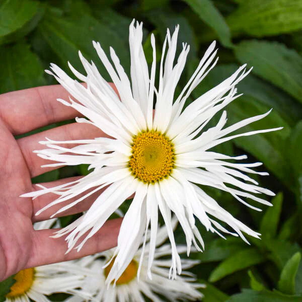 Amazing Daisies® 'Spun Silk' Shasta Daisy (Leucanthemum) - Image 2