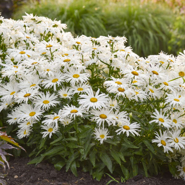 Amazing Daisies® 'Spun Silk' Shasta Daisy (Leucanthemum) - Image 3