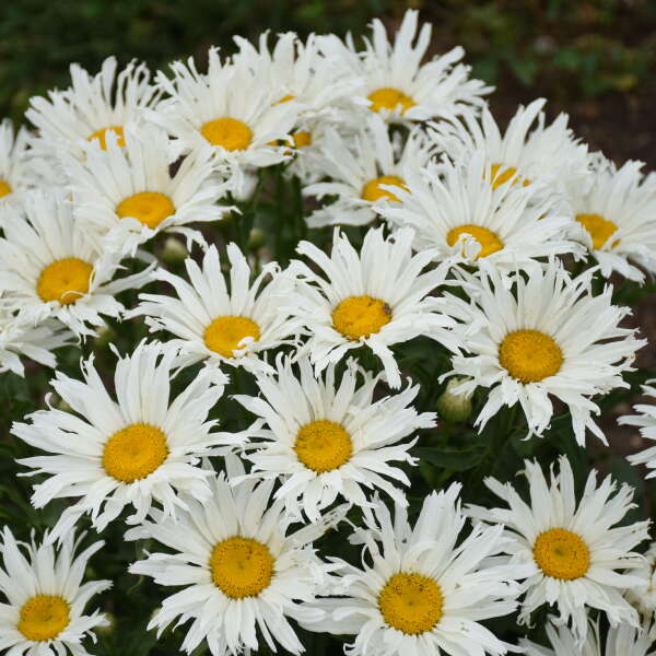 Amazing Daisies® 'Spun Silk' Shasta Daisy (Leucanthemum) - Image 4