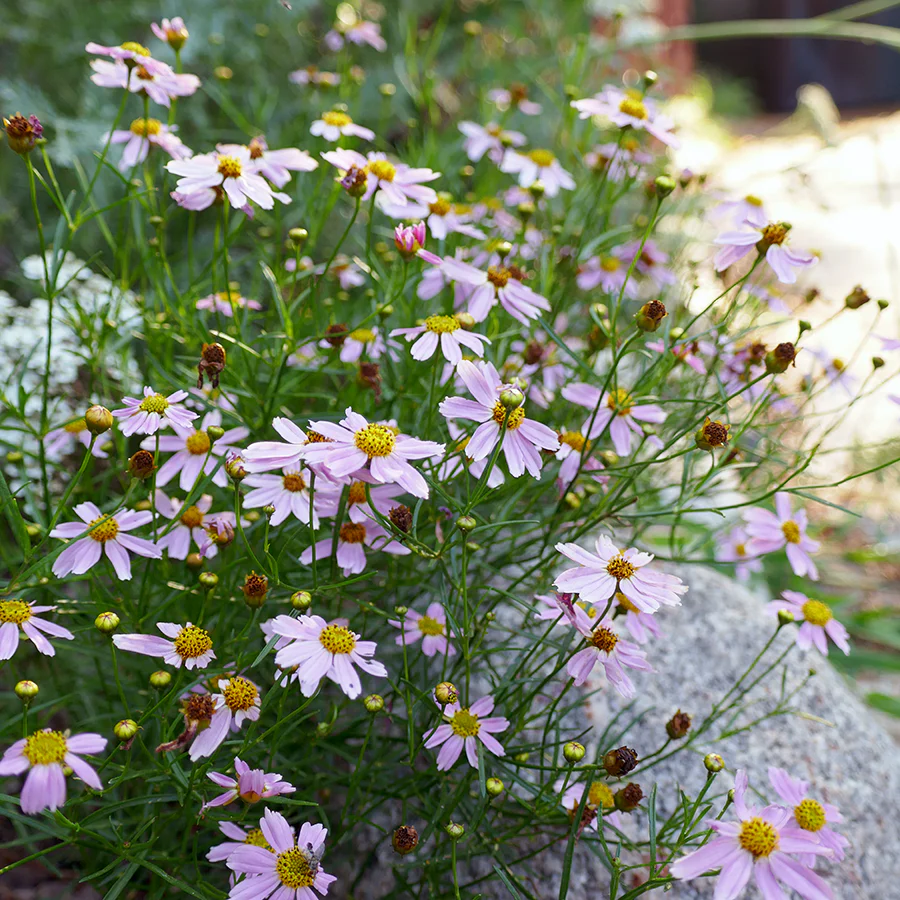 'American Dream' Tickseed (Coreopsis)