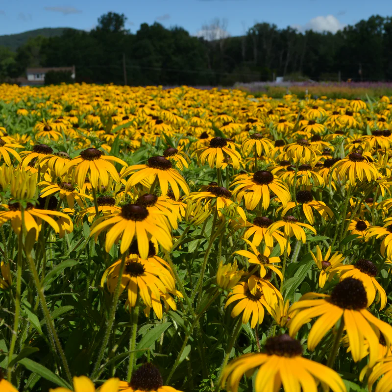 'American Gold Rush' Black-Eyed Susan (Rudbeckia) - Image 2