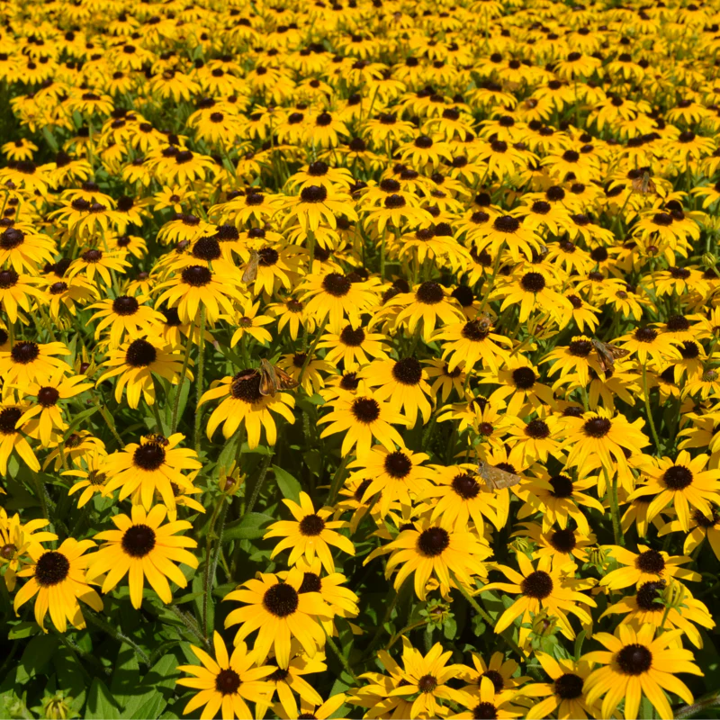 'American Gold Rush' Black-Eyed Susan (Rudbeckia) - Image 3