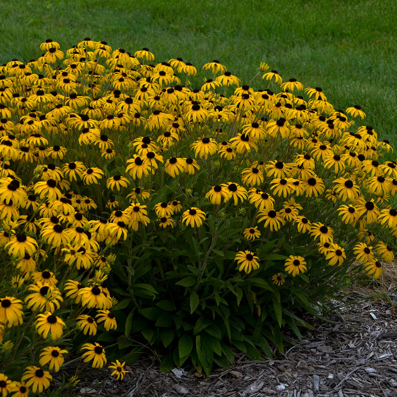 'American Gold Rush' Black-Eyed Susan (Rudbeckia) - Image 4
