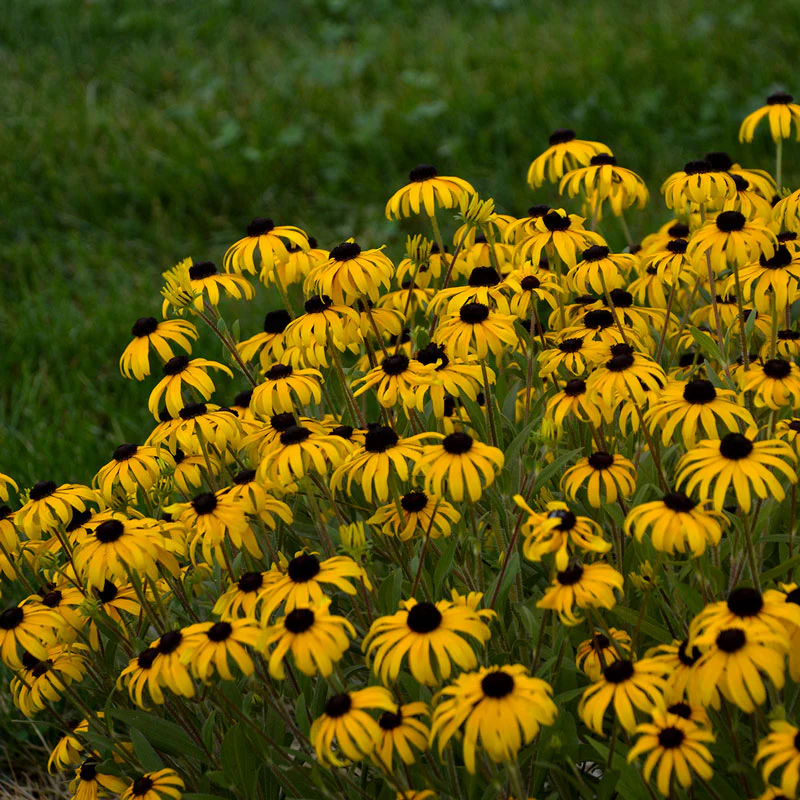 'American Gold Rush' Black-Eyed Susan (Rudbeckia) - Image 5