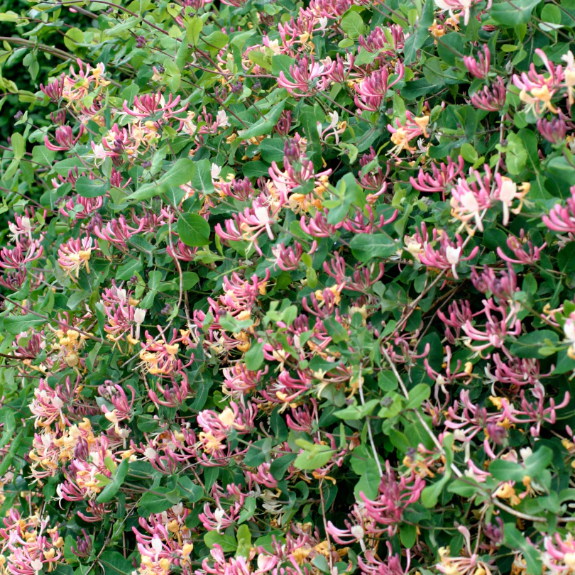 American Honeysuckle (Lonicera) - Image 2
