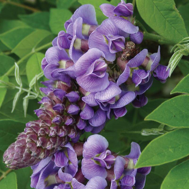'Amethyst Falls' Wisteria