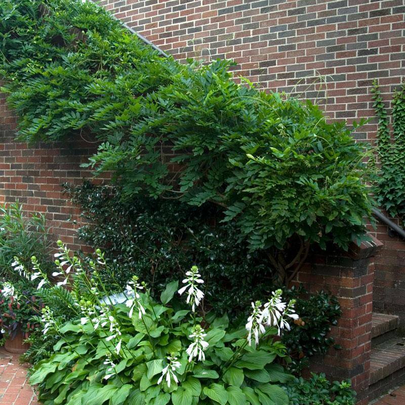 'Amethyst Falls' Wisteria - Image 3