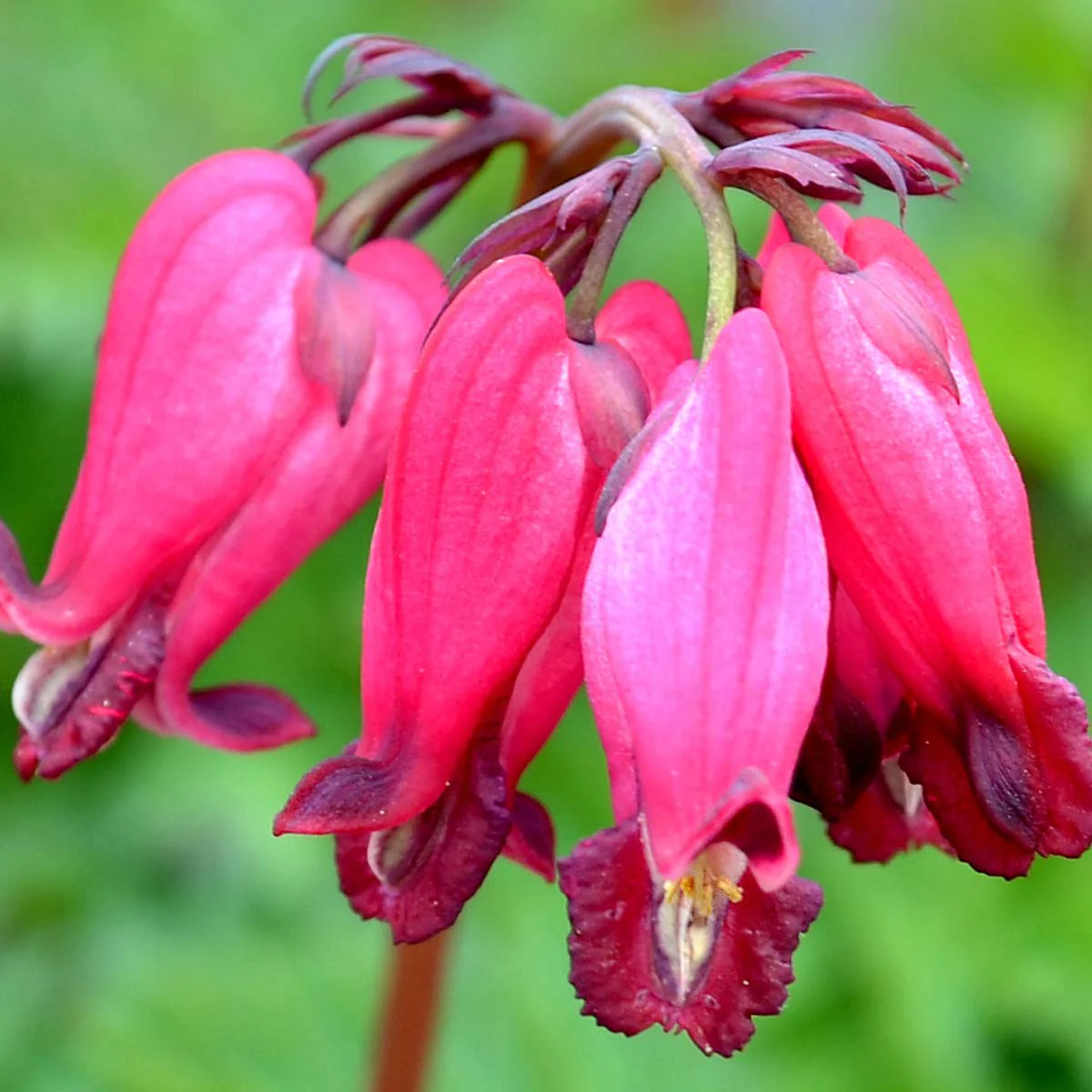 'Amore Rose' Bleeding Heart (Dicentra) - Image 2