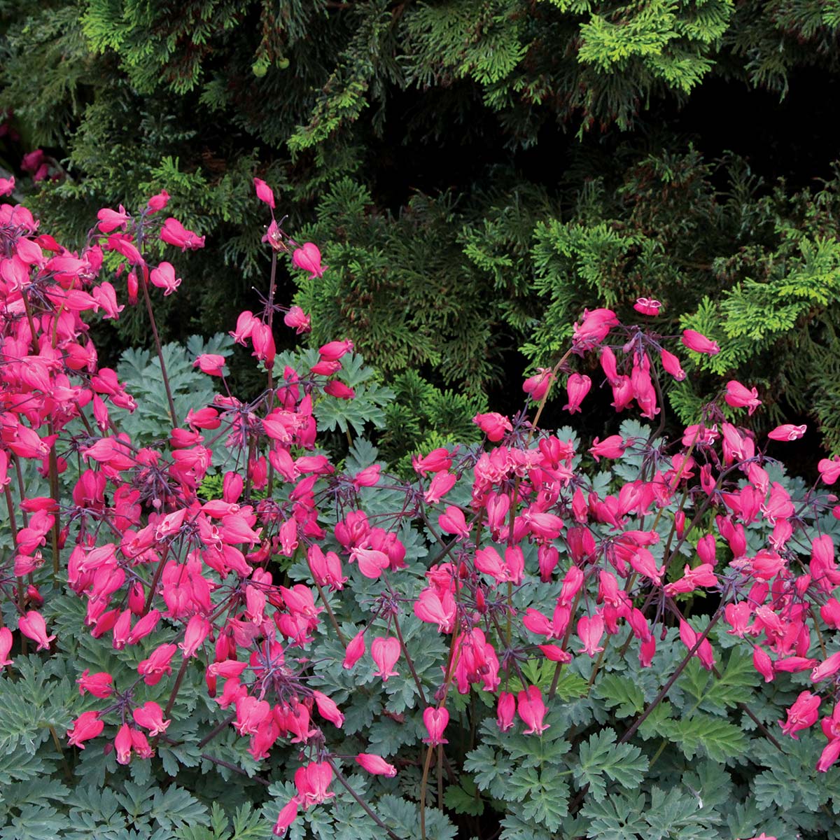 'Amore Rose' Bleeding Heart (Dicentra) - Image 3