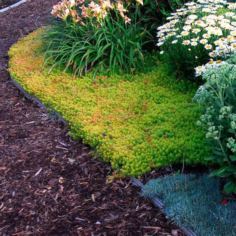 'Angelina' Stonecrop (Sedum) - Image 4