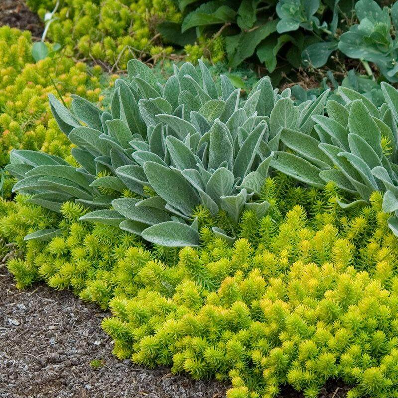 'Angelina' Stonecrop (Sedum) - Image 5