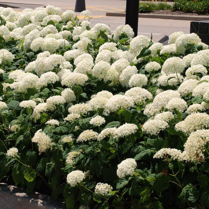 'Annabelle' Smooth Hydrangea - Image 4