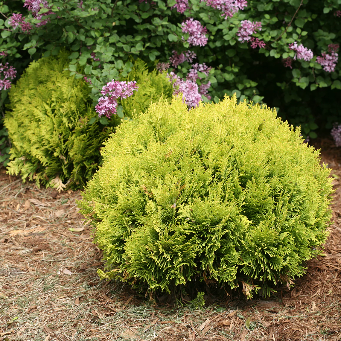 Anna's Magic Ball® Arborvitae (Thuja) - Image 2
