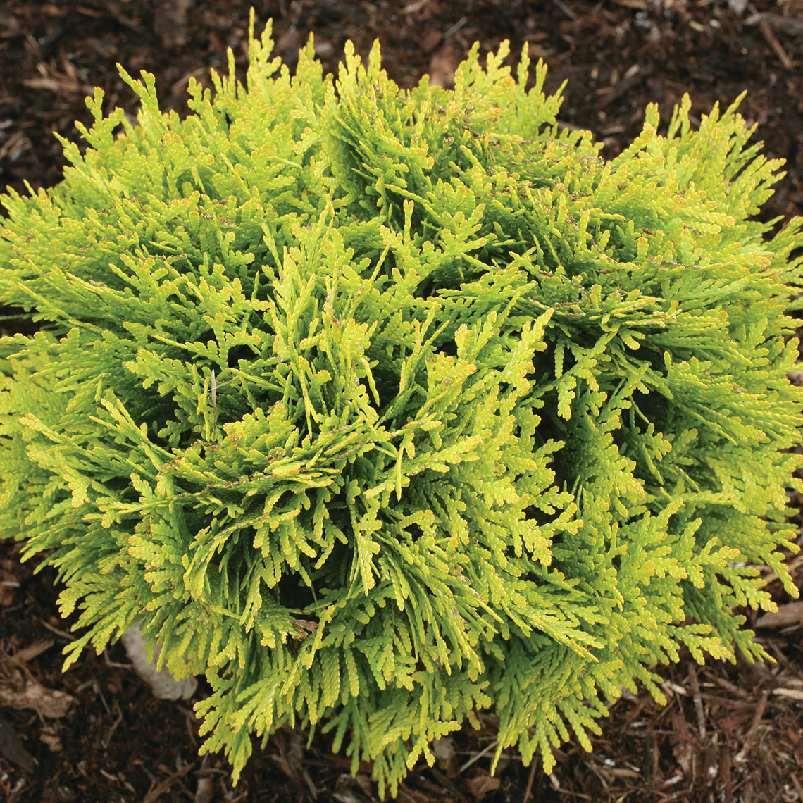 Anna's Magic Ball® Arborvitae (Thuja) - Image 3