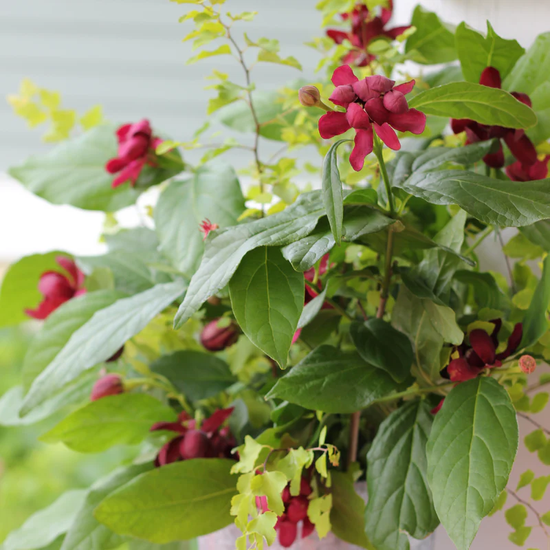 'Aphrodite' Sweetshrub (Calycanthus) - Image 4