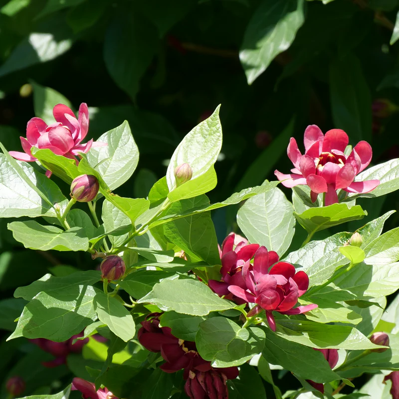 'Aphrodite' Sweetshrub (Calycanthus) - Image 6