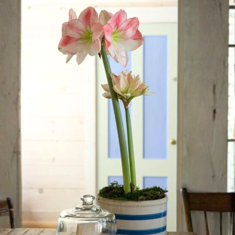 'Apple Blossom' Amaryllis Bulb - Image 2