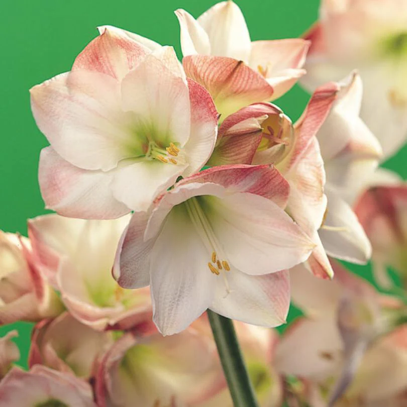 'Apple Blossom' Amaryllis Bulb - Image 3