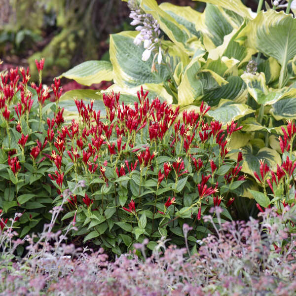 'Apple Slices' Spigelia - Image 3