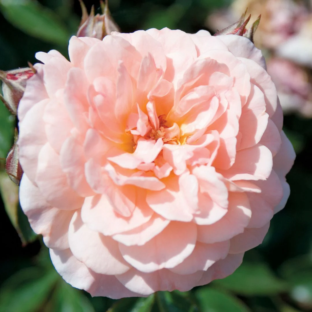 Apricot Drift® Rose - Image 3