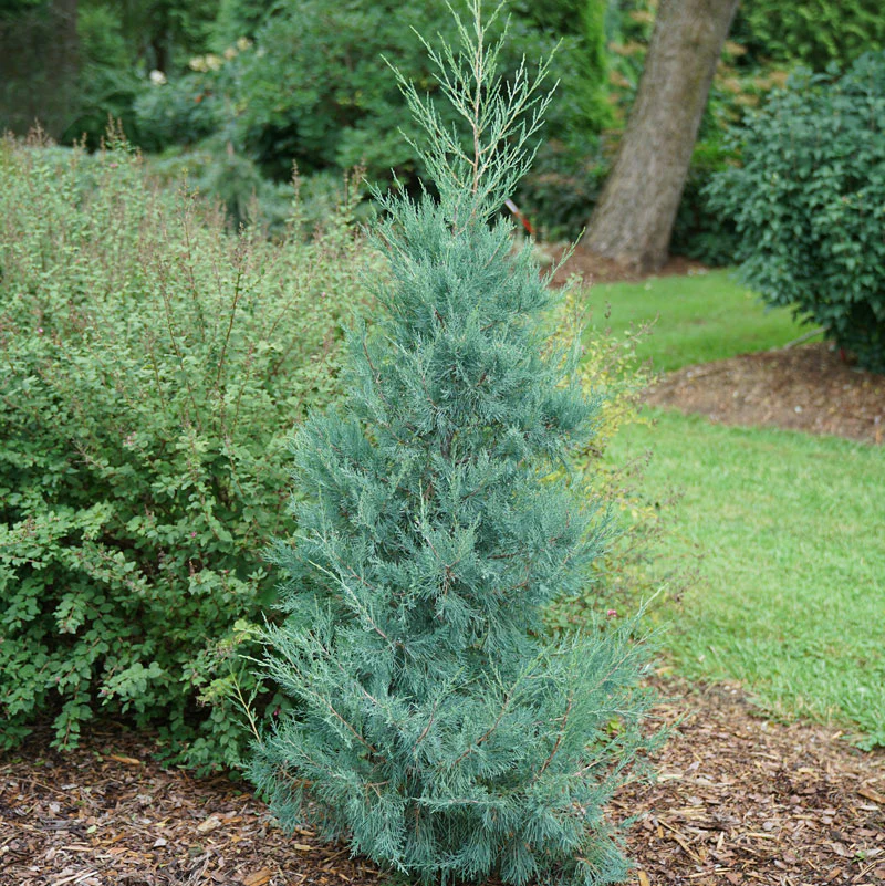 Aquavita™ Juniper - Image 3