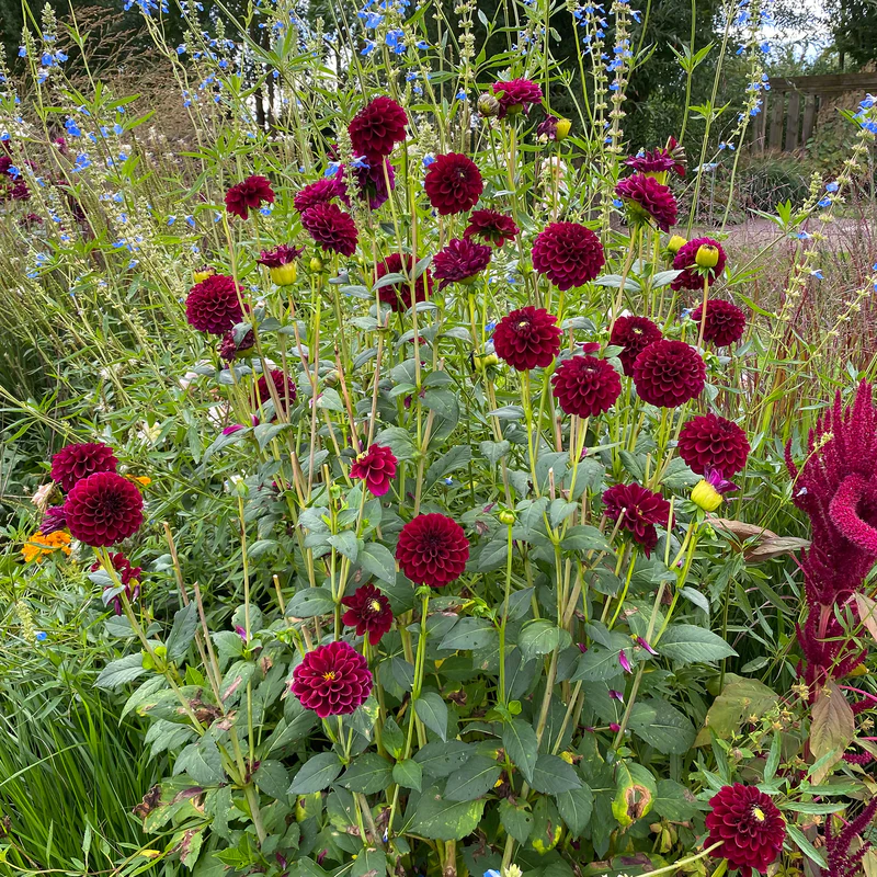 'Arabian Night' Dahlia - Image 2