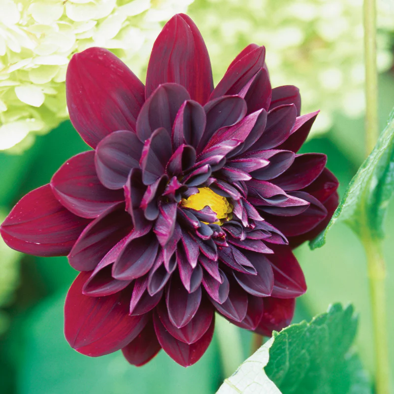 'Arabian Night' Dahlia - Image 3