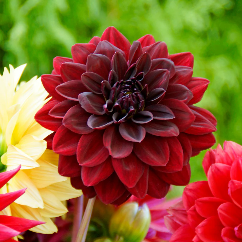 'Arabian Night' Dahlia - Image 4