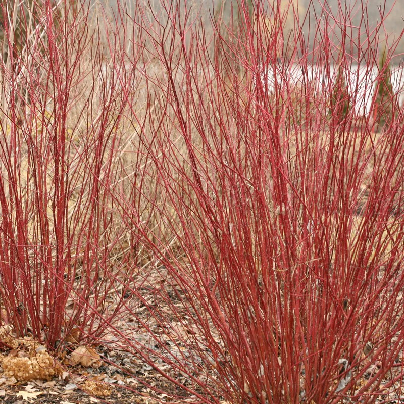 Arctic Fire® Red Red-Twig Dogwood (Cornus) - Image 3