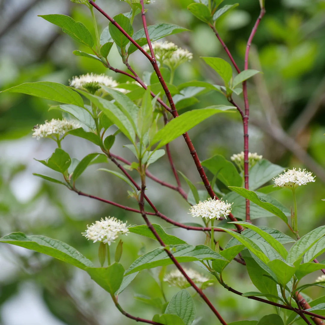 Arctic Fire® Red Red-Twig Dogwood (Cornus) - Image 4