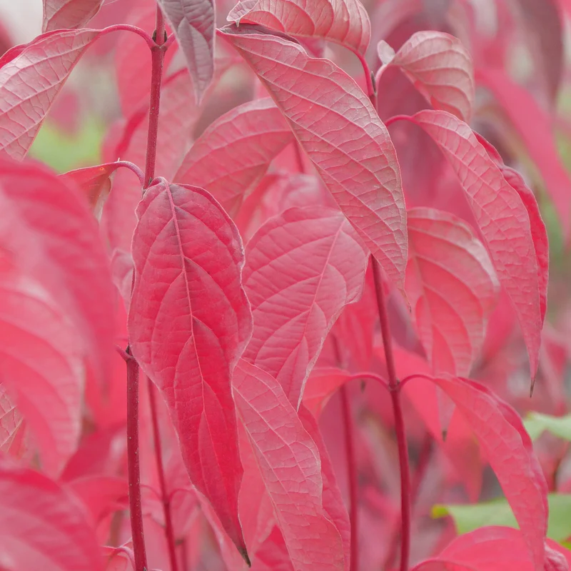 Arctic Fire® Red Red-Twig Dogwood (Cornus) - Image 5