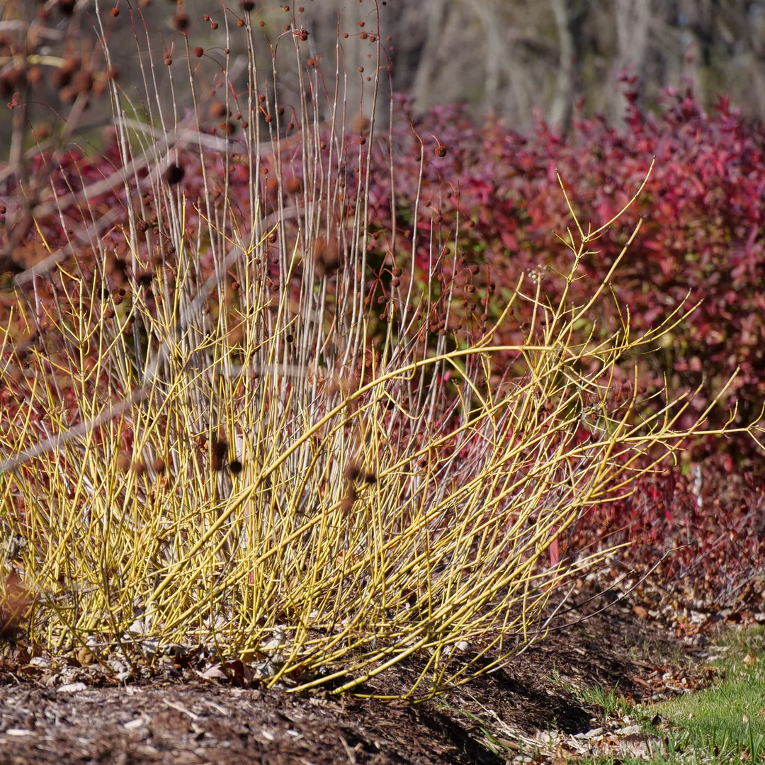 Arctic FireĀ® Yellow Red-Twig Dogwood (Cornus)